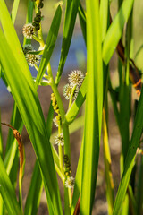 Fototapeta premium Close-up of Echinops erectus (Sparganium eurycarpum) with white spherical flowers and green leaves in a marsh environment, illuminated by bright sunlight. Summer aquatic nature scene. 