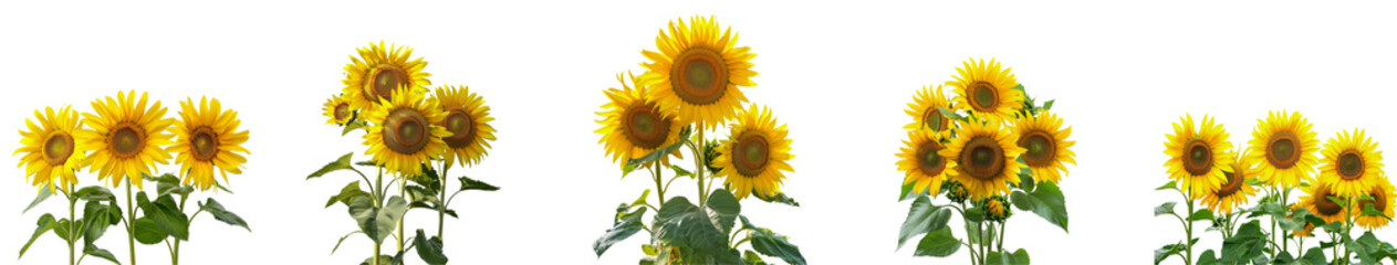 Obraz premium Bright sunflowers blooming in a sunny field during summer days