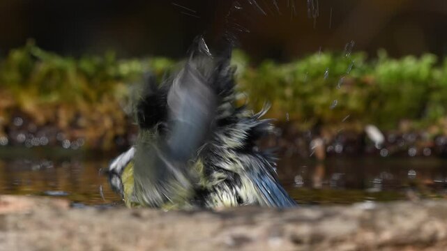 Blue tit bathing in the wild. Slow Motion. Scene in forest. Cyanistes caeruleus.