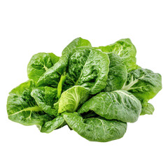 Fresh baby cos lettuce arranged neatly on a transparent background, showcasing its vibrant green color and healthy leaves, Baby cos lettuce on transparent background