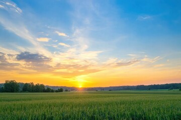 Fototapeta premium Golden sunrise over a vast green field under a clear blue sky with soft clouds, creating a peaceful rural scene