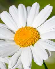 Fototapeta premium Generated Image flower white macro