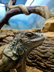 The head of a green lizard against the background of a terrarium in a zoo