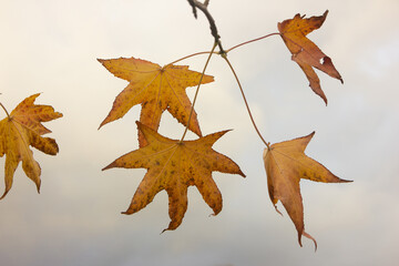 Obraz premium Branches of a maple tree against a background of a cloudy sky and a city landscape. Yellow maple leaves are falling