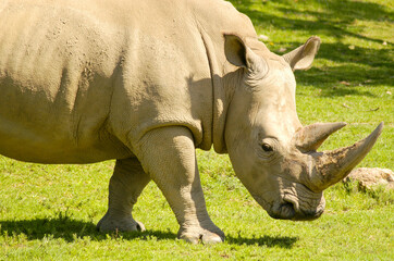 A white rhino with a noticeable horn and rough skin walks across a sunny green meadow.