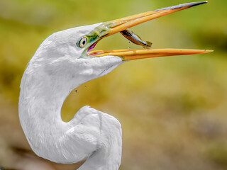 Great Egret Catching Fish in Mid-Air Close-Up