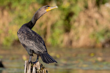 cormorant perched on a branch