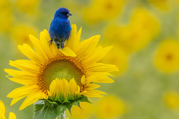 indigo bunting on sunflower