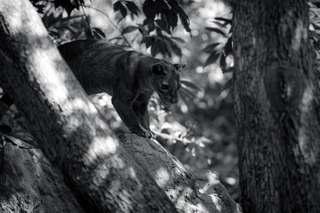 .photographs of fossa in its natural habitat in the middle of nature