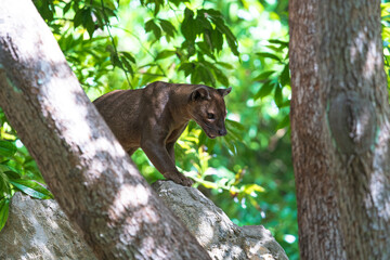 .photographs of fossa in its natural habitat in the middle of nature
