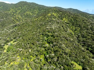 Dense forest covers a hillside. Aerial view of lush greenery. Natural beauty. , PORT CHARLES,...