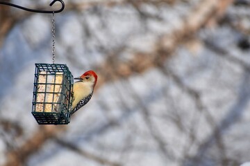 Backyard Birding - Red-bellied woodpecker
