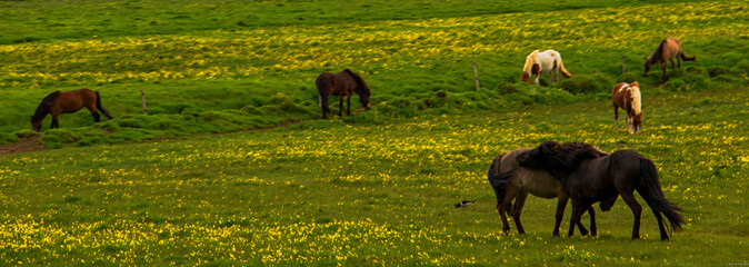 Fototapeta premium Iceland