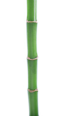 Fototapeta premium Stem of decorative bamboo plant isolated on white
