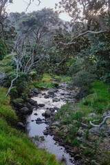 Tranquil stream meanders through lush New Zealand forest. Sunlight filters through the canopy. Peaceful nature scene. , STONY BAY, COROMANDEL PENINSULA, NEW ZEALAND