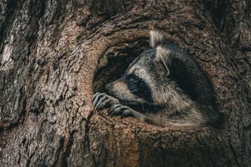 racoon in a tree