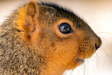 close up of squirrel