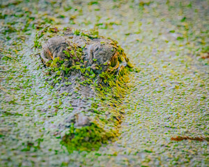 Camouflaged alligator lurking beneath duckweed in a southern swamp