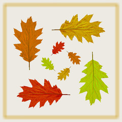 Fototapeta premium Seamless pattern of oak leaves. Leaves background for your napkin design. 