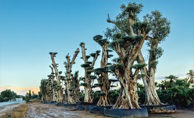 Fototapeta premium Old Olive trees that have been pruned heavily