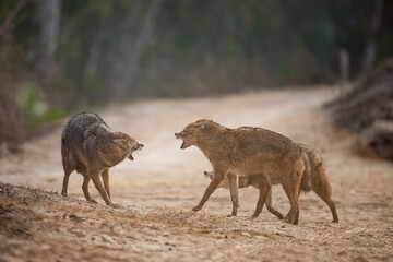 Fototapeta premium Three Indian Jackals, engage in a tense standoff on a dusty, open landscape.