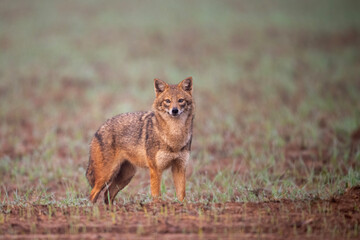 Indian jackal looking