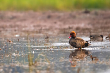 Red-crested pochard Duck with reflection in water