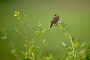 A beautiful shot of a bird, likely a Bluethroat, perched on a mustard plant stem, in the midst of...