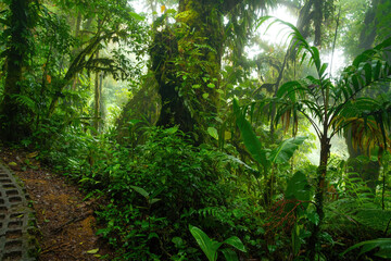 Tropical rain forest