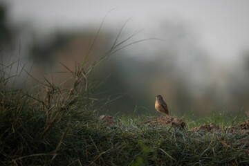 Bengal bush lark in morning 