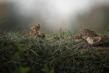 Obraz premium Bengal bus Lark in Fields in Morning 