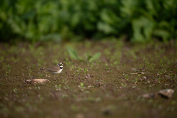 Little ringed plover bird stands on a sandy shoreline.
