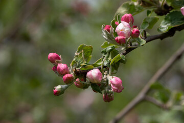 Spring flower buds