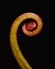 Planta carnívora