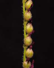 Planta carnívora