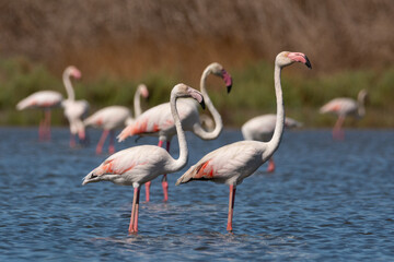Flamencos