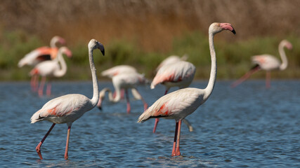 Obraz premium Flamencos