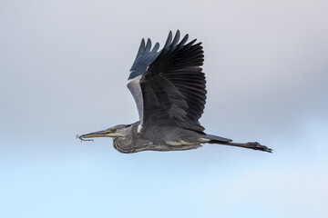Garza real