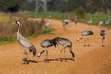 Grus grus