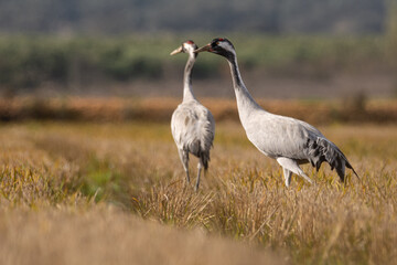 Naklejka premium Grullas