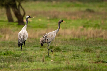 Naklejka premium Grullas