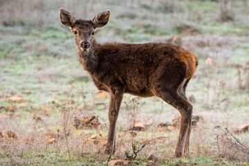 cervus elaphus