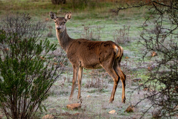 cervus elaphus