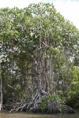 Mangrove trees in Tecolutla.