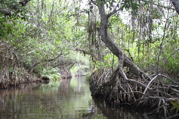 Mangrove trees in Tecolutla.