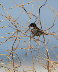 Curruca cabecinegra