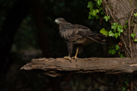 Buteo buteo