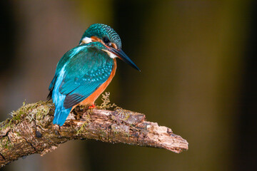 Alcedo atthis