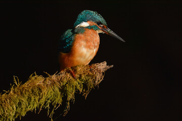 Alcedo atthis