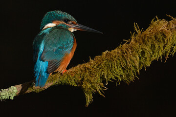 Alcedo atthis